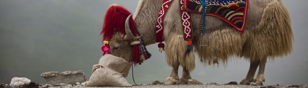 in search of decorated yak